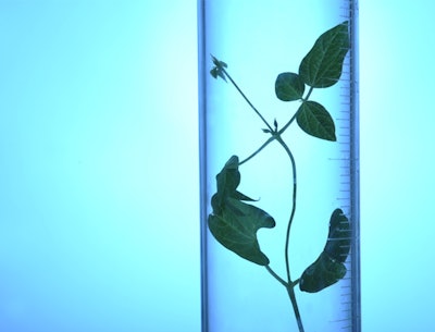 Stem 02