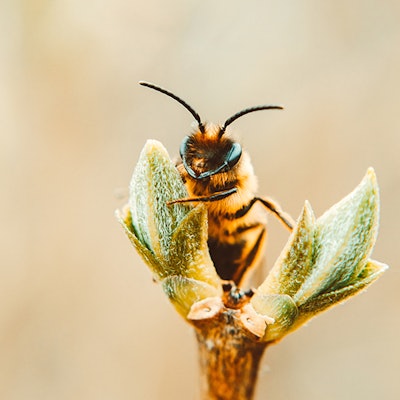 bee-on-a-plant