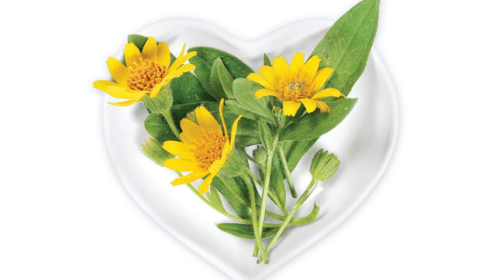 Ds arnica Flower