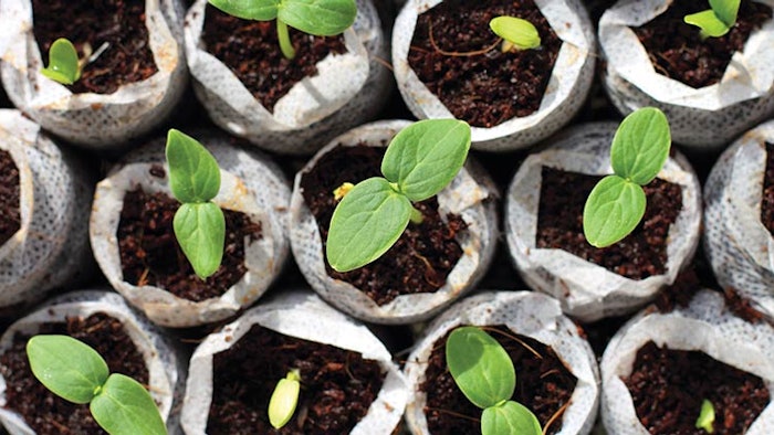 Plants growing