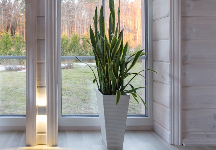 Biophilia design, house plant on windowsill of wooden interior