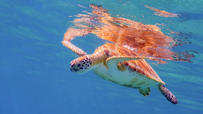 A Green Turtle at the Surface in the US Virgin Islands