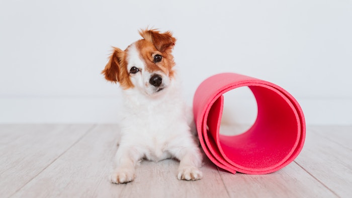 puppy yoga classes